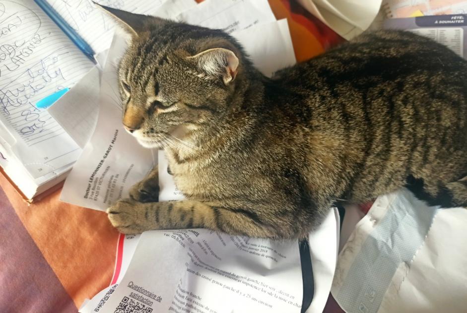 Avviso scomparsa Gatto incrocio di razze Maschio , 1 anni Saint-Junien Francia